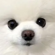 sanaの画像