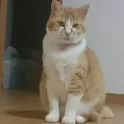 トモ