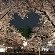 リンリンの画像