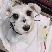 y_yの画像