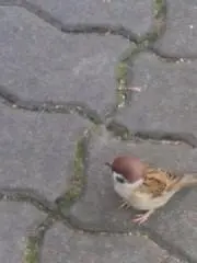 色鉛筆の画像