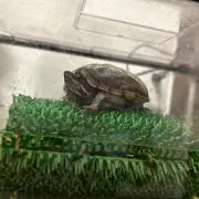まにゃ