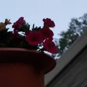 sao