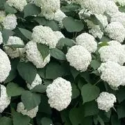 matsuの画像