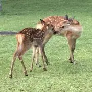 やまやまの画像