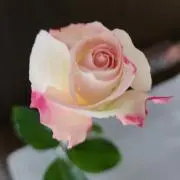 マチルダ
