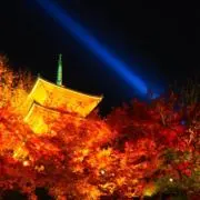 わさきなの画像