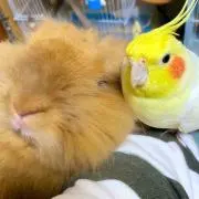 まちゃみ