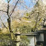 猫じゃらしの画像