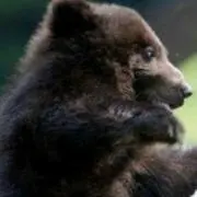 【即発送】コグマの画像