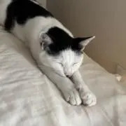 se即日発送します。の画像