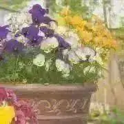 Copanの画像