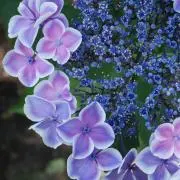 ひと