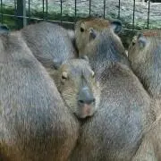 やますみの画像
