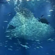 ⭐︎naco☆プロフ確認お願いしますの画像