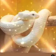 諭吉君
