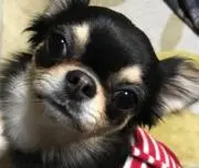 てるこちゃんの画像
