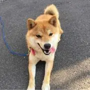 はまちゃん
