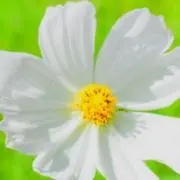 ももんずSHOP★の画像