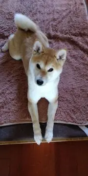 赤星の画像