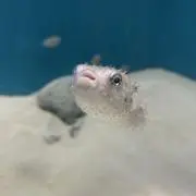 あゆみの画像