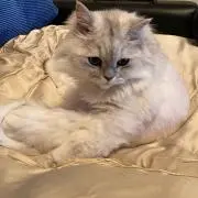 ひこにゃんの画像