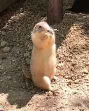 ハッピーの画像