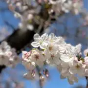 ゆきの画像