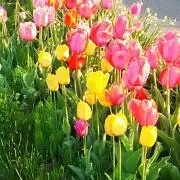 花＊花の画像