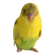 レモン