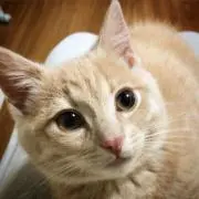 cookieの画像