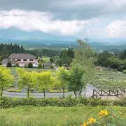 Image of mikan