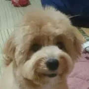 こぽん