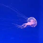 さくらの画像