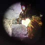 はんぶんこの画像