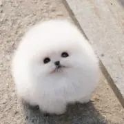 わたあめ