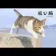 ぽぽいの画像