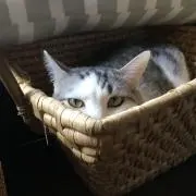 ねこいち
