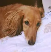 こんぺいとう