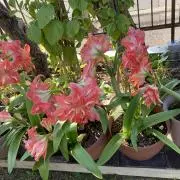 緑の芝
