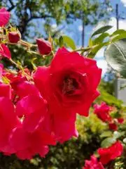はる　プロフ見てくださいね！の画像