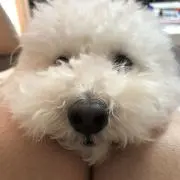 マシュマロの画像