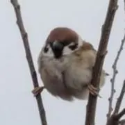 ごましおの画像