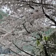 タタミの画像