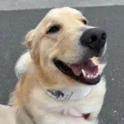 らすた