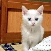 ゆゆの画像