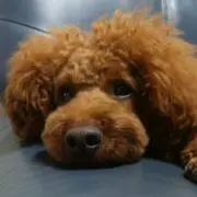 アルの画像