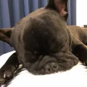 poの画像
