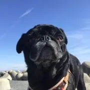 まるらばの画像