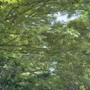 つぐみの画像